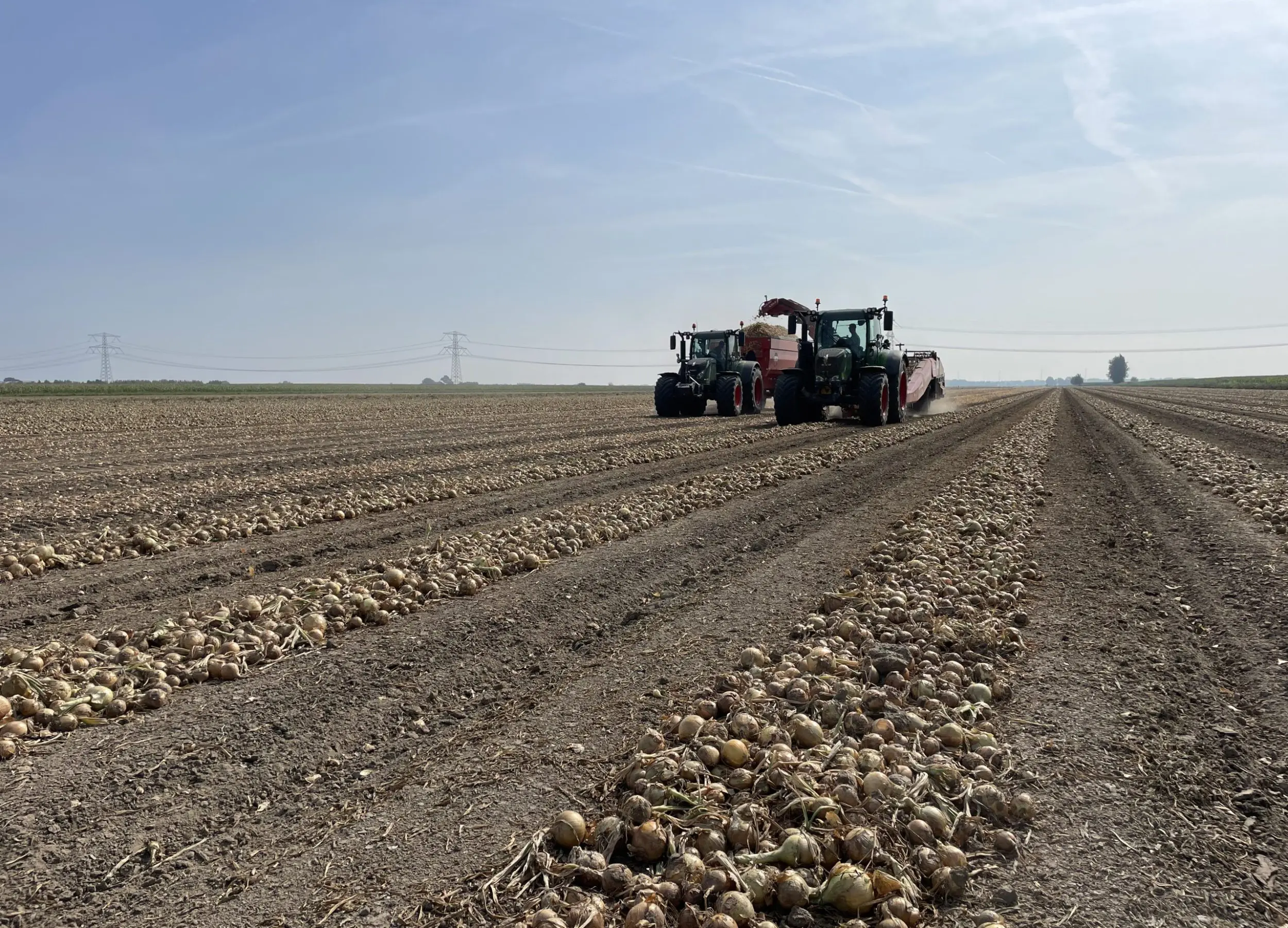 gerooid aardappelveld