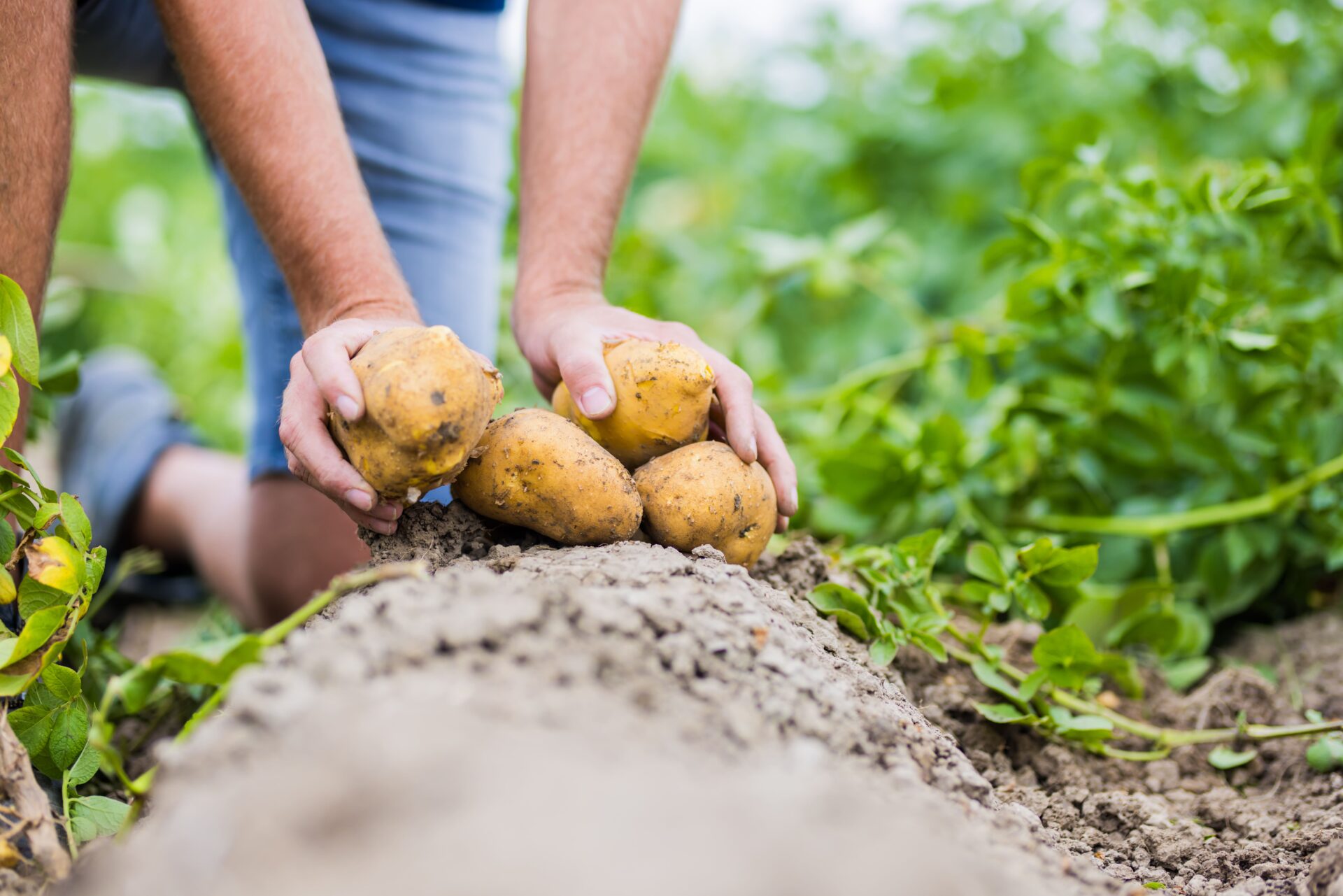 aardappels die net uit de grond komen